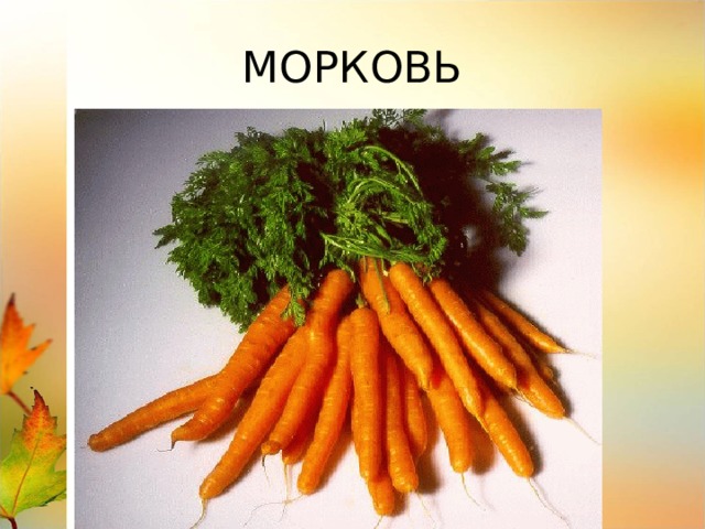 МОРКОВЬ 