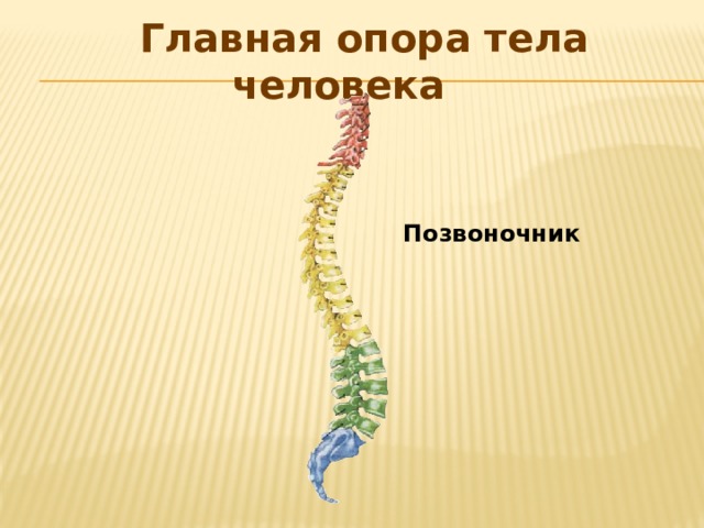  Главная опора тела человека Позвоночник 