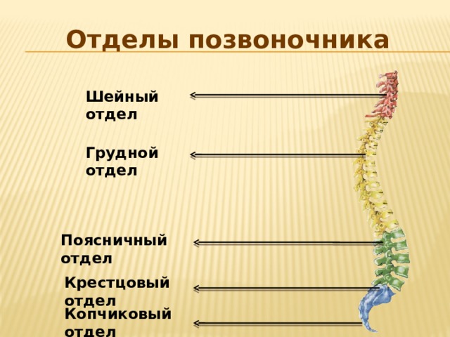 Отделы позвоночника Шейный отдел Грудной отдел Поясничный отдел Крестцовый отдел Копчиковый отдел 