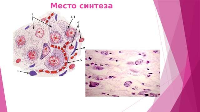 Место синтеза 