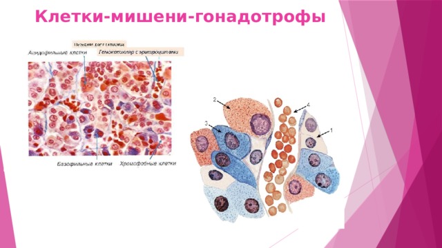 Клетки-мишени-гонадотрофы 