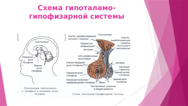 Схема гипоталамо-гипофизарной системы 