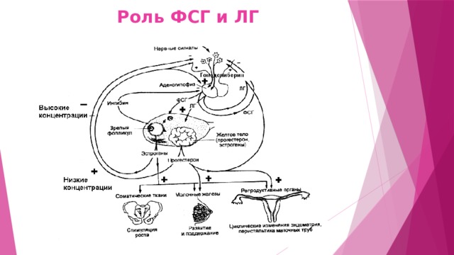 Роль ФСГ и ЛГ 
