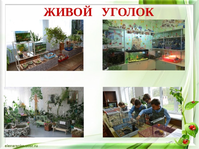 ЖИВОЙ УГОЛОК 