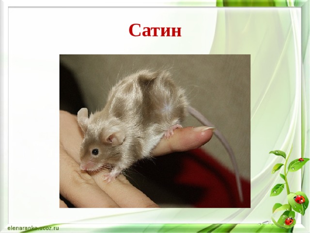 Сатин 