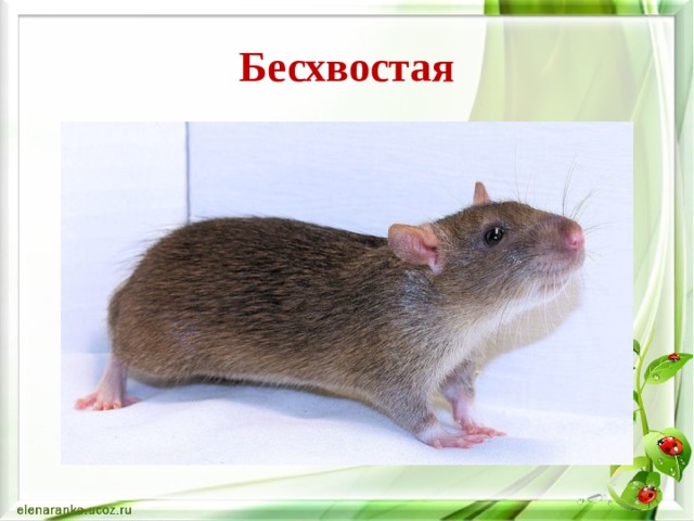 Бесхвостая 