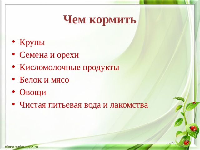 Чем кормить Крупы Семена и орехи Кисломолочные продукты Белок и мясо Овощи Чистая питьевая вода и лакомства 