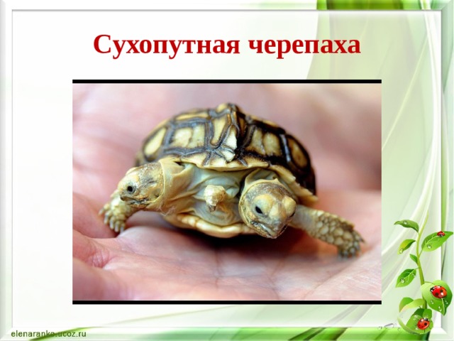 Сухопутная черепаха 