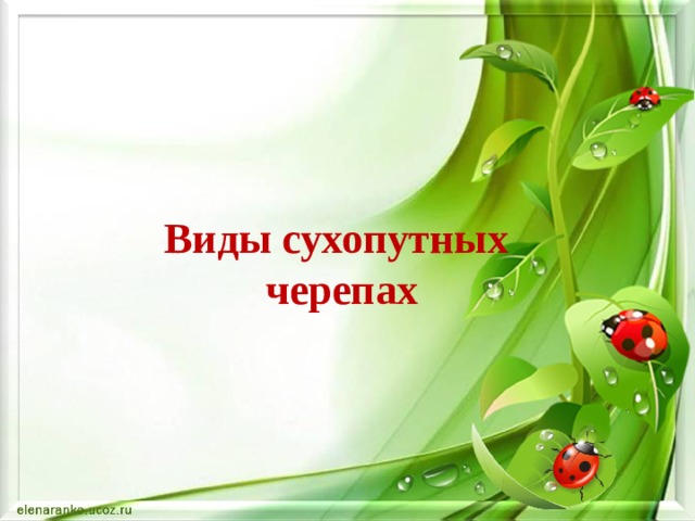 Виды сухопутных  черепах 