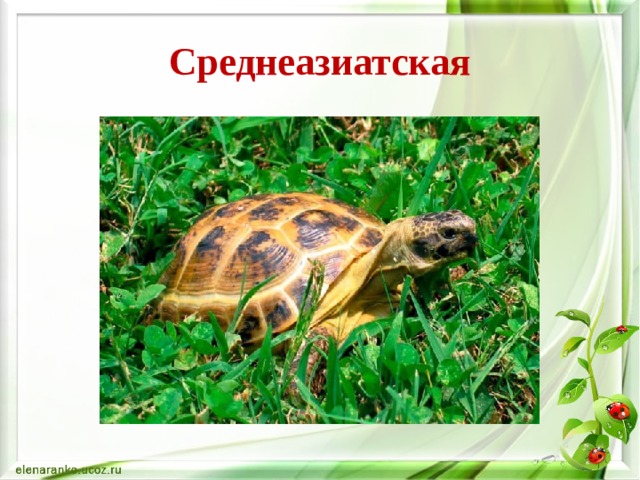 Среднеазиатская 