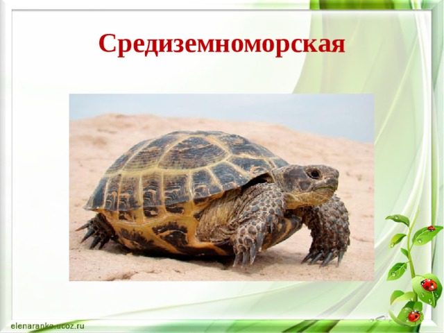 Средиземноморская 