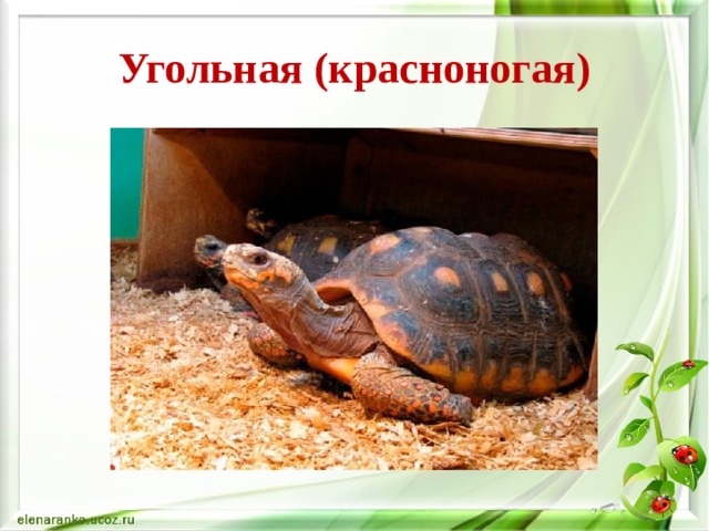 Угольная (красноногая) 