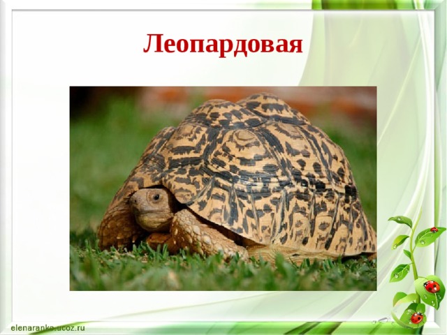 Леопардовая 