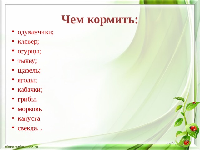 Чем кормить: одуванчики; клевер; огурцы; тыкву; щавель; ягоды; кабачки; грибы. морковь капуста свекла. . 