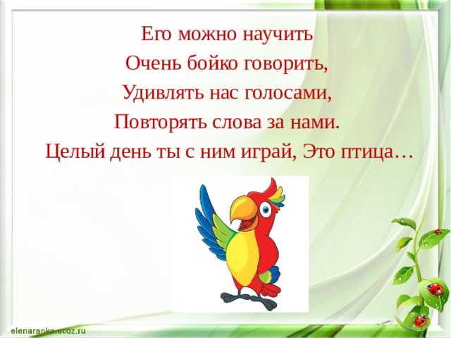 Его можно научить Очень бойко говорить, Удивлять нас голосами, Повторять слова за нами. Целый день ты с ним играй, Это птица…    