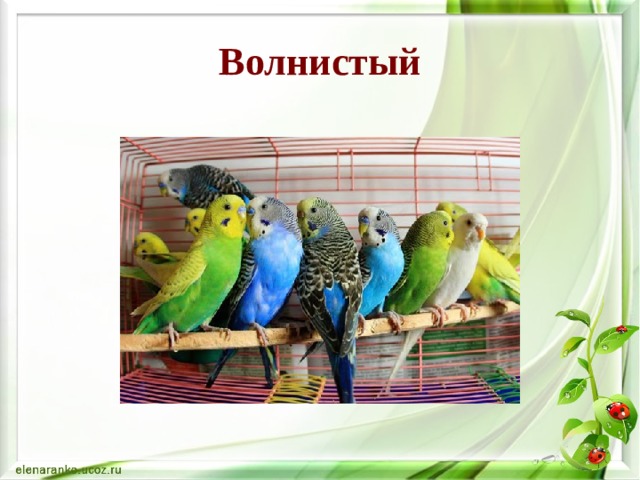 Волнистый 
