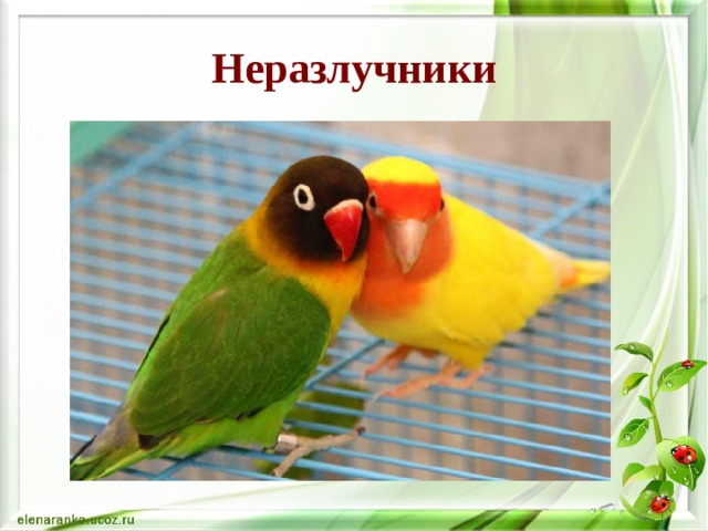 Неразлучники 