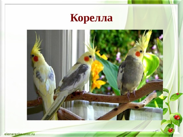 Корелла 