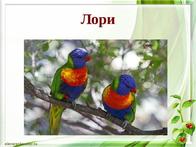 Лори 
