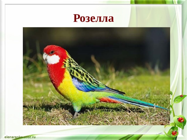 Розелла 
