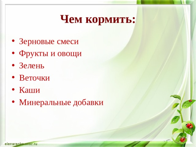 Чем кормить: Зерновые смеси Фрукты и овощи Зелень Веточки Каши Минеральные добавки 