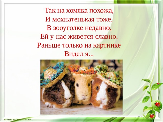 Так на хомяка похожа,  И мохнатенькая тоже.  В зооуголке недавно,  Ей у нас живется славно.  Раньше только на картинке  Видел я...   