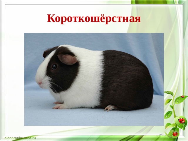 Короткошёрстная 