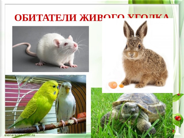 ОБИТАТЕЛИ ЖИВОГО УГОЛКА 
