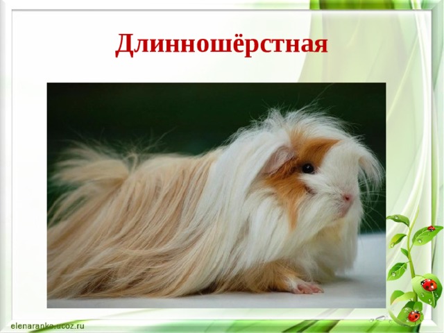 Длинношёрстная 
