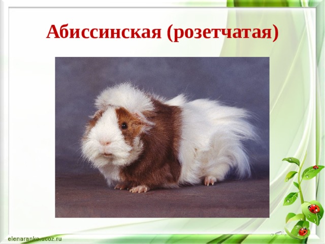 Абиссинская (розетчатая) 