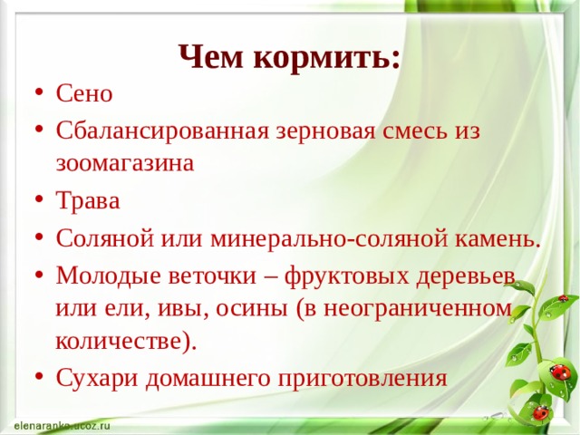 Чем кормить: Сено Сбалансированная зерновая смесь из зоомагазина Трава Соляной или минерально-соляной камень. Молодые веточки – фруктовых деревьев или ели, ивы, осины (в неограниченном количестве). Сухари домашнего приготовления 