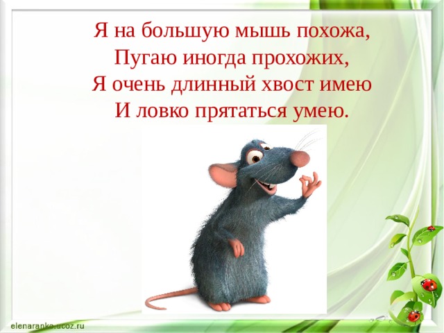 Я на большую мышь похожа,  Пугаю иногда прохожих,  Я очень длинный хвост имею  И ловко прятаться умею. 
