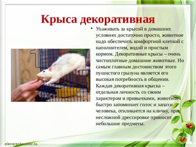 Крыса декоративная Ухаживать за крысой в домашних условиях достаточно просто, животное надо обеспечить комфортной клеткой с наполнителем, водой и простым кормом. Декоративные крысы – очень чистоплотные домашние животные. Но самым главным достоинством этого пушистого грызуна является его высокая потребность в общении. Каждая декоративная крыска – отдельная личность со своим характером и привычками, животное быстро запоминает голос и запахи человека, откликается на кличку, при несложной дрессировке приносит небольшие предметы. 