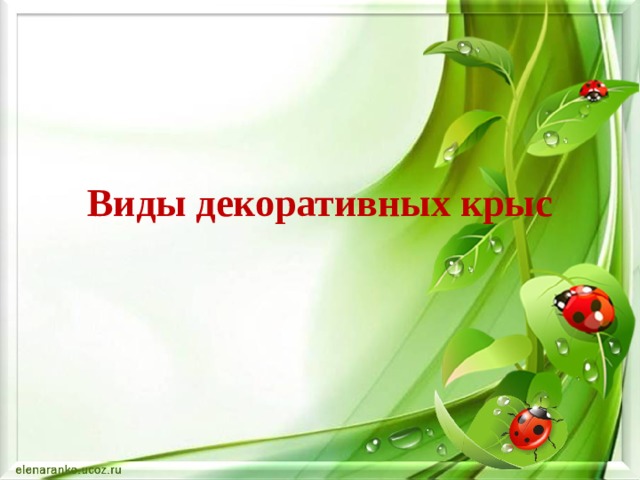 Виды декоративных крыс 