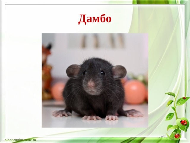 Дамбо 