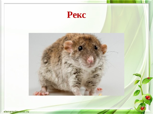 Рекс 