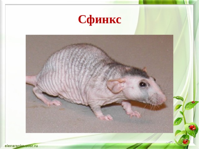 Сфинкс 