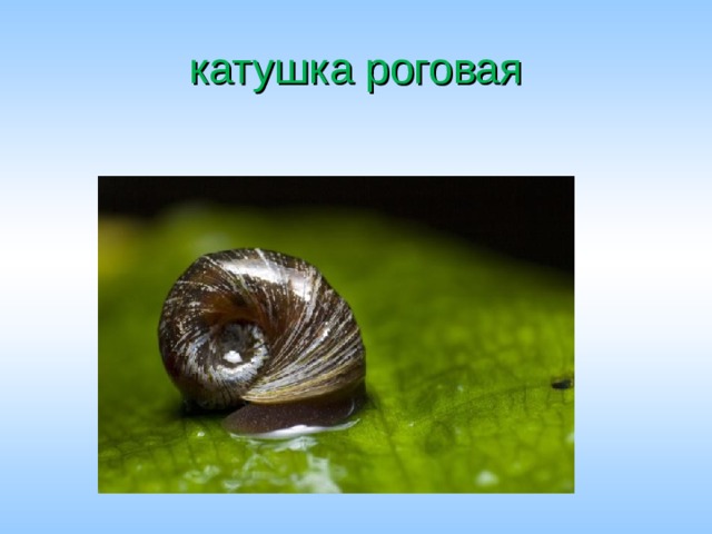 катушка роговая 