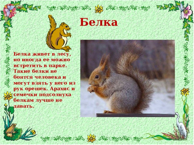 Белка Белка живет в лесу, но иногда ее можно встретить в парке. Такие белки не боятся человека и могут взять у него из рук орешек. Арахис и семечки подсолнуха белкам лучше не давать. 