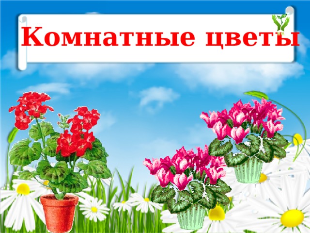 Комнатные цветы 