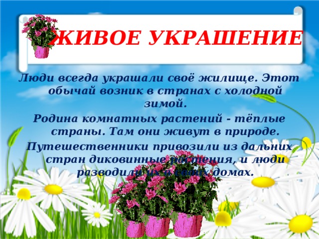 ЖИВОЕ УКРАШЕНИЕ Люди всегда украшали своё жилище. Этот обычай возник в странах с холодной зимой. Родина комнатных растений - тёплые страны. Там они живут в природе. Путешественники привозили из дальних стран диковинные растения, и люди разводили их в своих домах.  