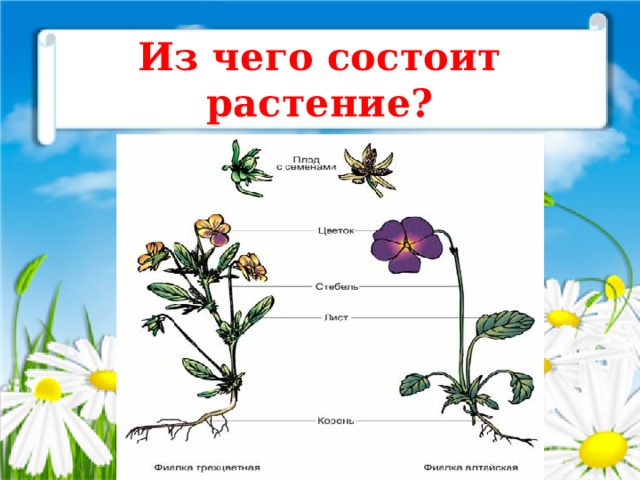 Из чего состоит растение? 