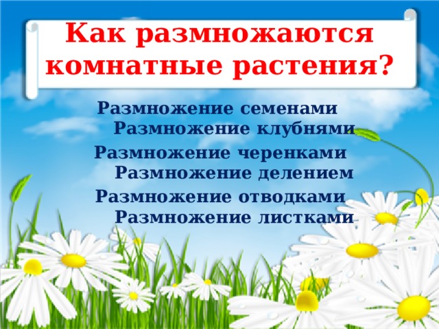 Как размножаются комнатные растения? Размножение семенами Размножение клубнями Размножение черенками Размножение делением Размножение отводками Размножение листками   