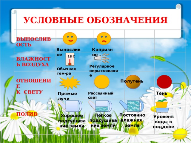 УСЛОВНЫЕ ОБОЗНАЧЕНИЯ  ВЫНОСЛИВОСТЬ    ВЛАЖНОСТЬ ВОЗДУХА  ОТНОШЕНИЕ  К СВЕТУ ПОЛИВ      В ыносливое К апризное 18 С Регулярное опрыскивание Обычная тем-ра Полутень Тень Рассеянный свет Прямые лучи Постоянно влажная земля Легкое подсушивание земли Хорошее подсушивание земли Уровень воды в поддоне 