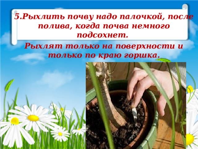 5.Рыхлить почву надо палочкой, после полива, когда почва немного подсохнет. Рыхлят только на поверхности и только по краю горшка. 