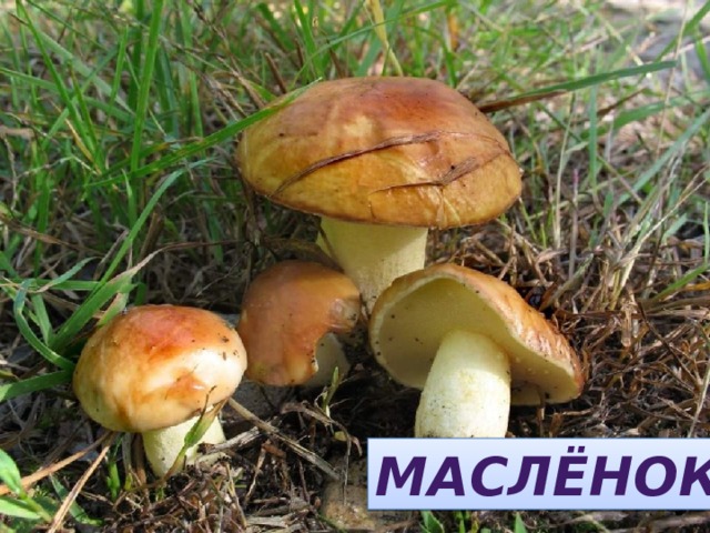 ЛЁМАСКОН МАСЛЁНОК 