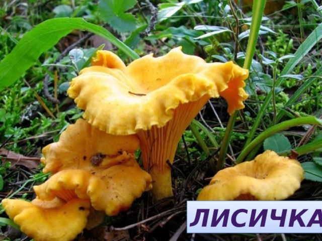 КАСИЛИЧ  ЛИСИЧКА 