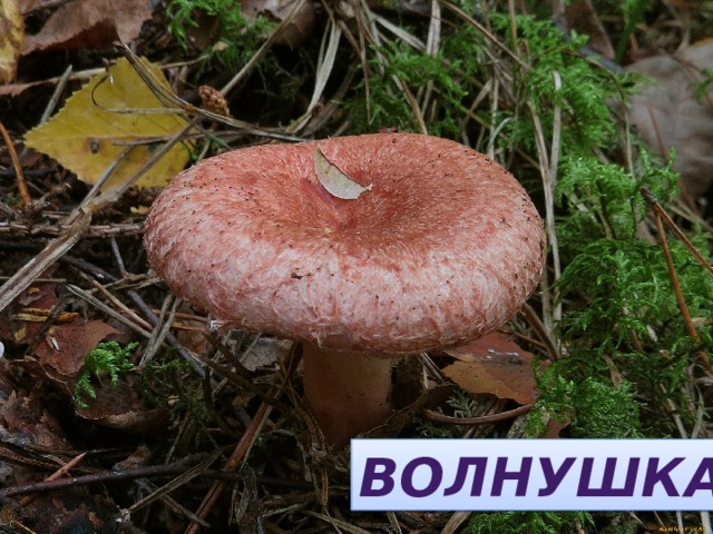 НУВОШЛКА  ВОЛНУШКА 