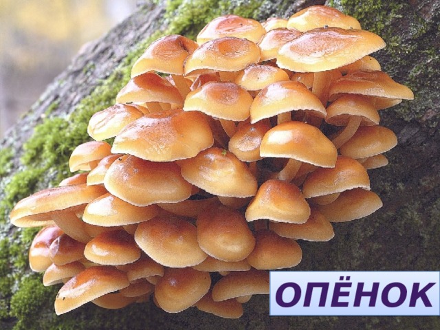 КОЁНОП  ОПЁНОК 