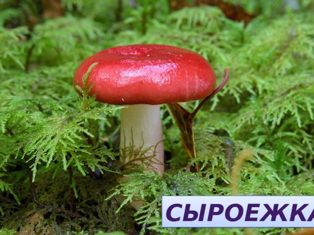 КАЖЕРОСЫ  СЫРОЕЖКА 
